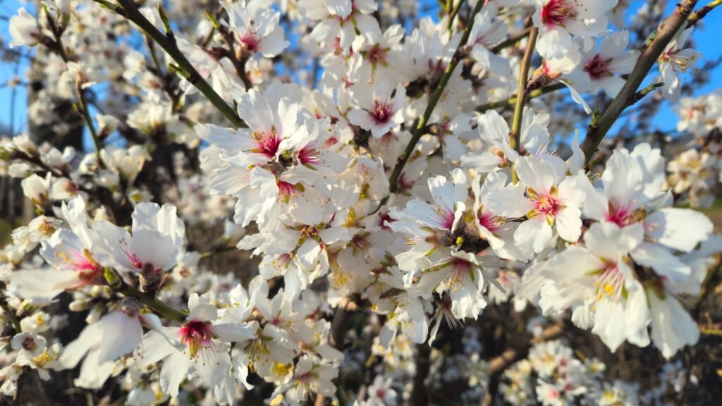 Beautiful branches of a blooming almond tree in early spring